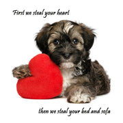 First We Steal Your Heart!