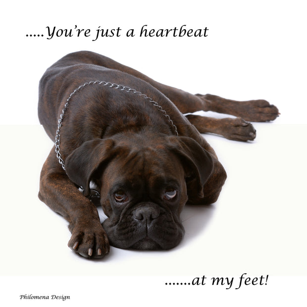 BOXER  - A HEARTBEAT AT MY FEET
