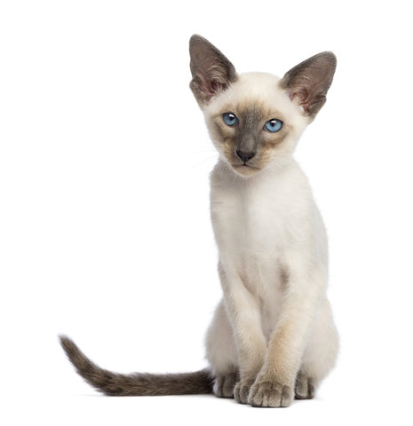 I'll try to be 'purr' fect! Siamese
