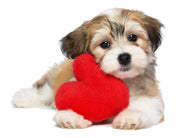 Puppy with red heart cushion between paws